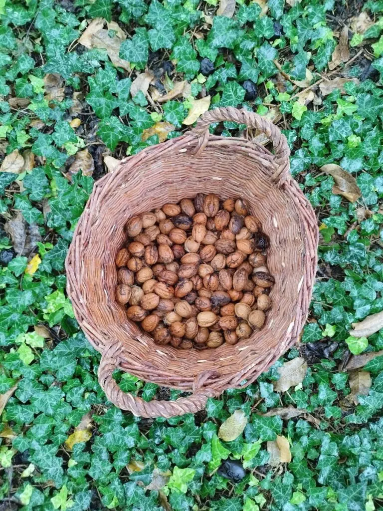 Picnic Baskets for Kids – What to Look For